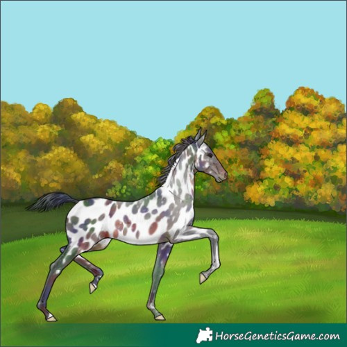 Horse Color:Nacre Brown Near Leopard
