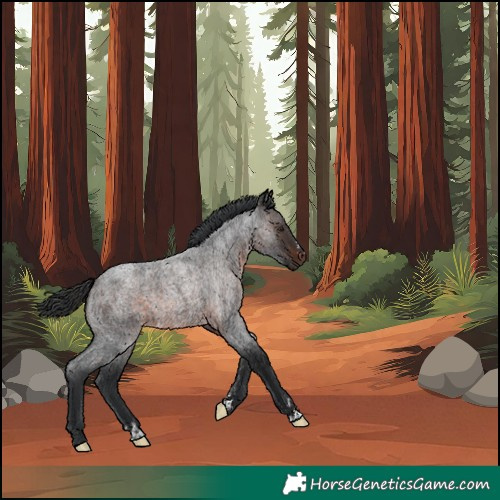 Horse Color:Unknown 