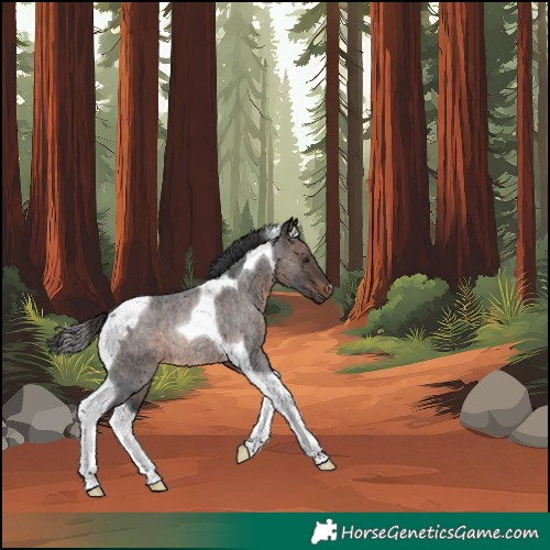 Horse Color:Brown Roan Tobiano Rabicano 