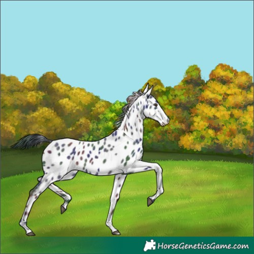 Horse Color:Nacre Liver Chestnut Near Leopard 