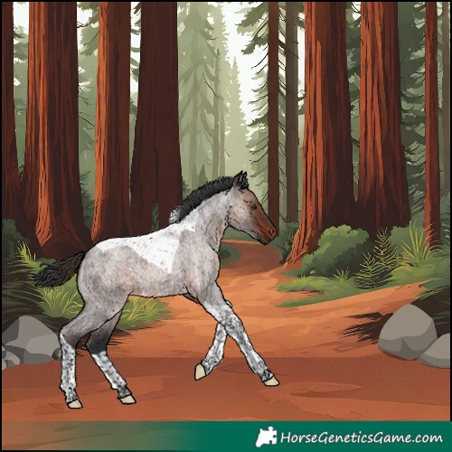 Horse Color:Unknown 