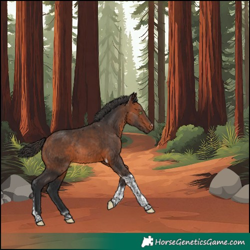 Horse Color:Bay Tobiano Rabicano 
