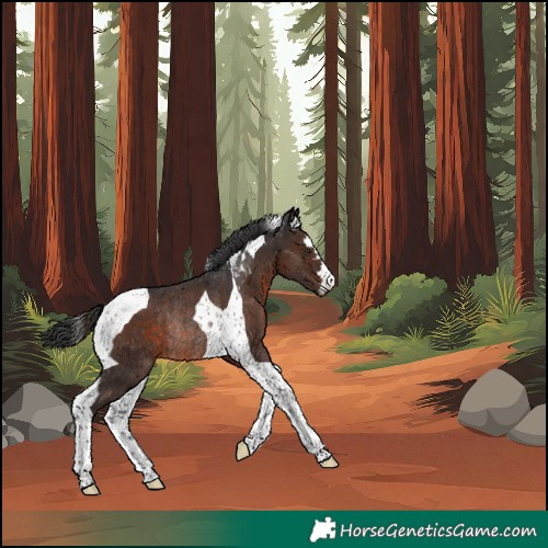 Horse Color:Brown Tobiano Rabicano 