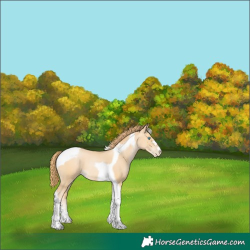 Horse Color:Buckskin Pearl Tobiano