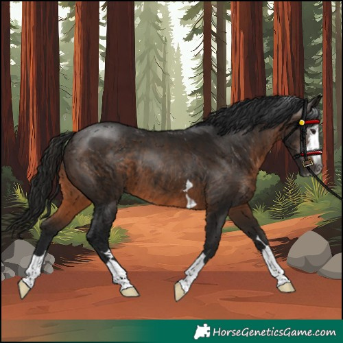 Horse Color:Unknown 