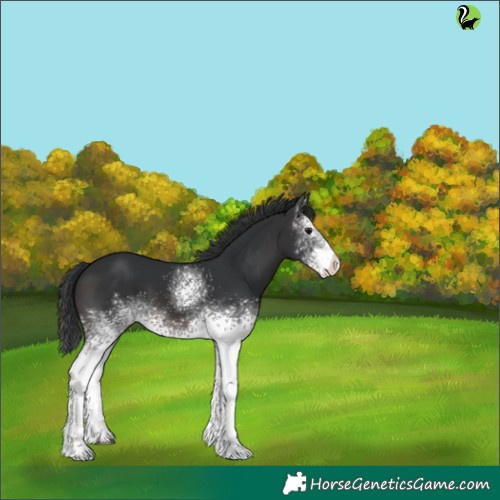 Horse Color:White Spotted Brown 