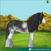 Horse Color:White Spotted Brown
