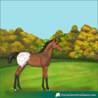 Horse Color:Bay Appaloosa 