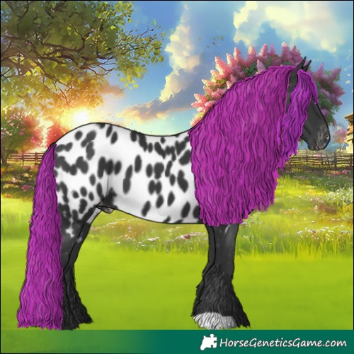 Horse Color:Black Appaloosa 