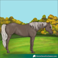 Horse Color:Silver Black