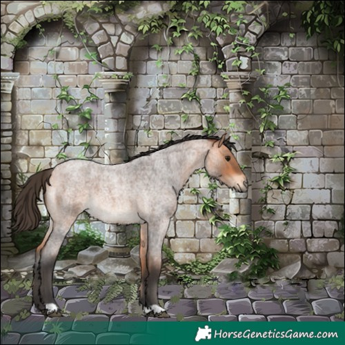 Horse Color:Bay Roan 