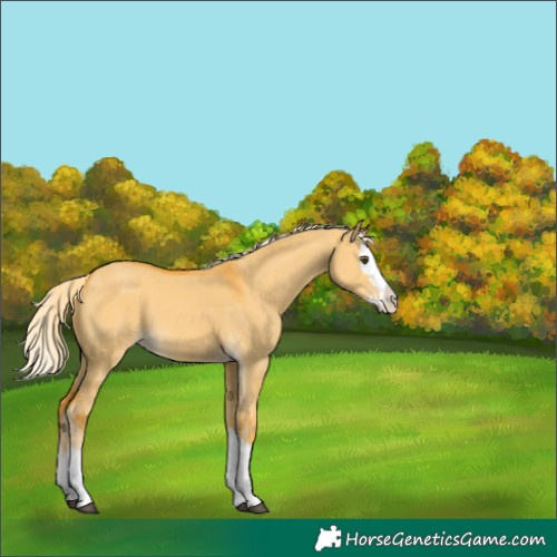 Horse Color:Palomino Dun Splash 