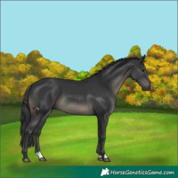 Horse Color:Black 