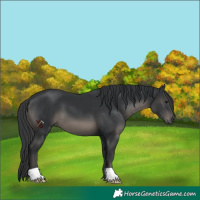 Horse Color:Black 
