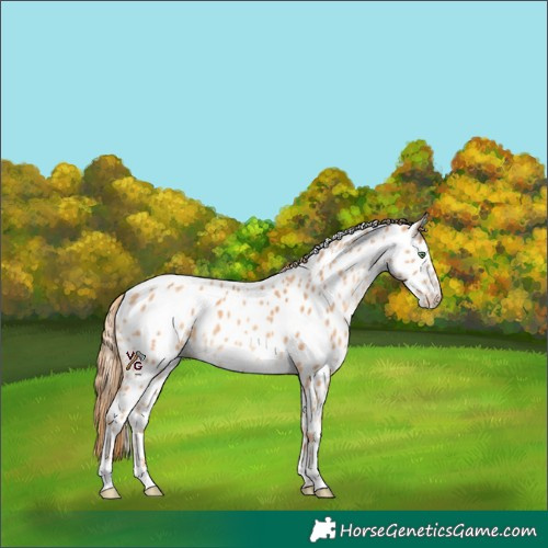 Horse Color:Gold Champagne Appaloosa 