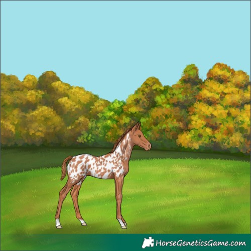 Horse Color:Chestnut Appaloosa