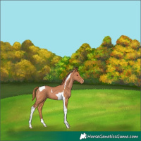 Horse Color:Chestnut Tobiano Appaloosa 