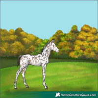 Horse Color:Bay Appaloosa 