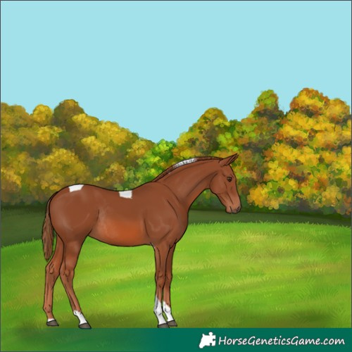 Horse Color:Chestnut Tobiano Rabicano 