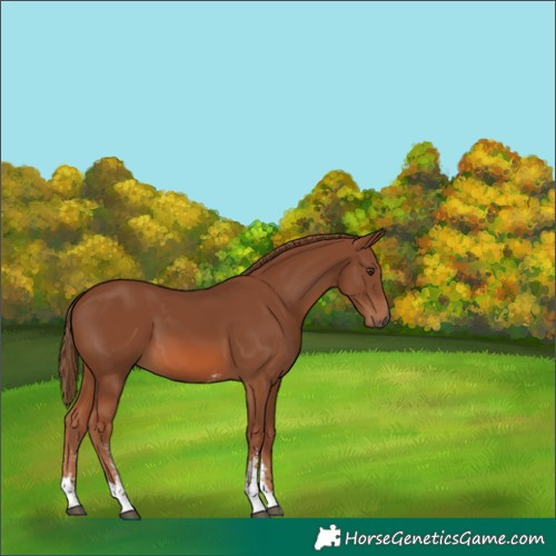 Horse Color:Chestnut Sabino Tobiano Rabicano 