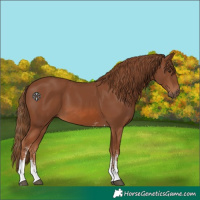 Horse Color:Chestnut Sabino Tobiano Rabicano 