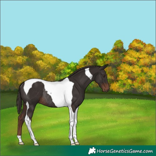 Horse Color:Liver Chestnut Tobiano Rabicano 