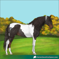 Horse Color:Liver Chestnut Tobiano Rabicano