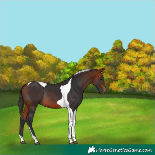 Horse Color:Bay Tobiano Rabicano 