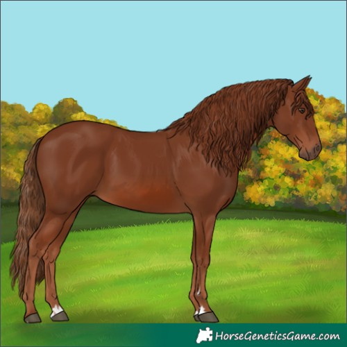 Horse Color:Chestnut 