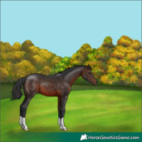 Horse Color:Brown