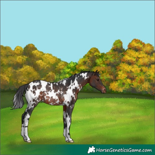Horse Color:White Spotted Brown Appaloosa Rabicano