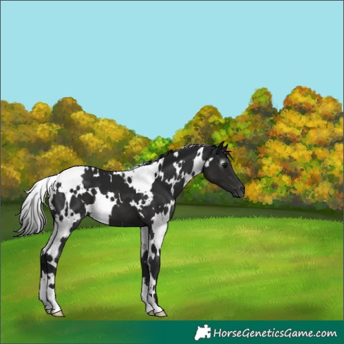 Horse Color:Gray White Spotted Black 