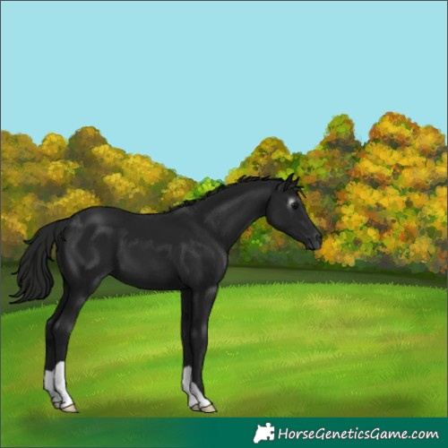 Horse Color:Gray Black 