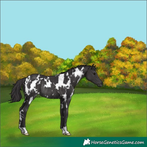 Horse Color:White Spotted Smoky Black Rabicano
