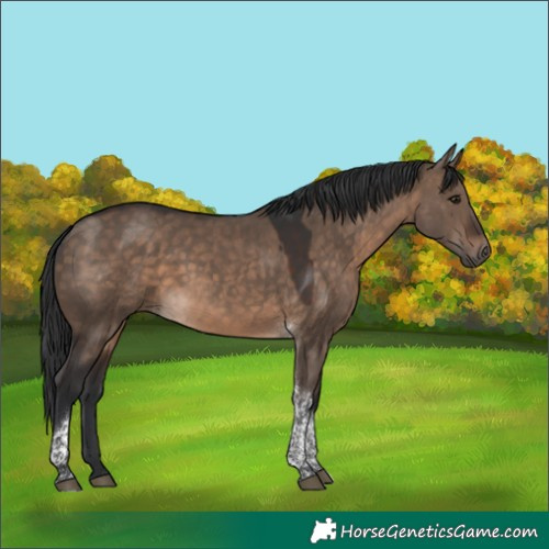 Horse Color:Brown Dun Tobiano 