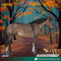Horse Color:Brown Dun Tobiano 