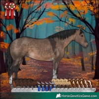 Horse Color:Brown Dun Tobiano