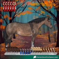Horse Color:Brown Dun Tobiano 