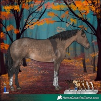 Horse Color:Brown Dun Tobiano