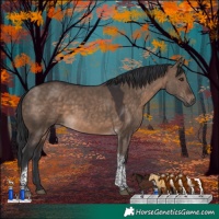 Horse Color:Brown Dun Tobiano 