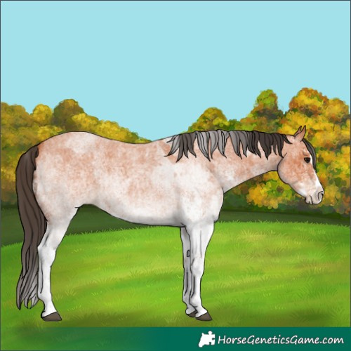 Horse Color:White Spotted Bay Roan Splash  and White Spotted Bay Roan Splash Rabicano 