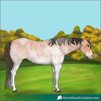 Horse Color:White Spotted Bay Roan Splash and White Spotted Bay Roan Splash Rabicano