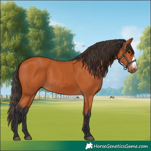 Horse Color:Bay Frame