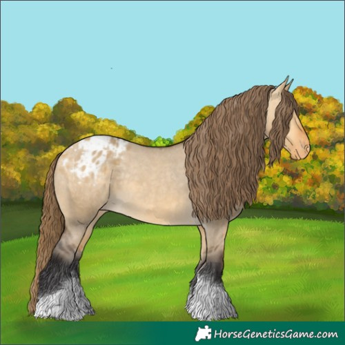 Horse Color:Buckskin Dun Tobiano Appaloosa 