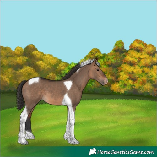 Horse Color:Bay Dun Tobiano Appaloosa