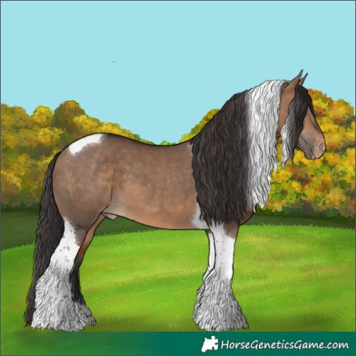 Horse Color:Bay Dun Tobiano Appaloosa