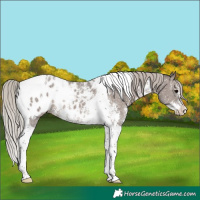 Horse Color:Silver Black Sabino Tobiano Appaloosa 