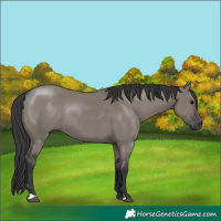 Horse Color:Grullo 