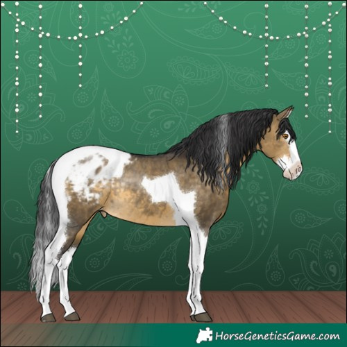 Horse Color:Buckskin Dun Splash Tobiano Appaloosa Rabicano 