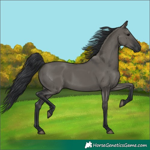 Horse Color:Grullo Rabicano 